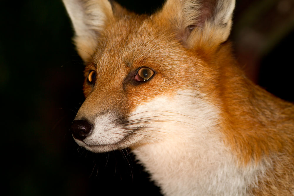 1909121709124202.jpg - Close up portrait of a young male fox.