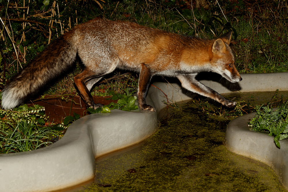 1910191910190719.jpg - Wolfy crossing the pond
