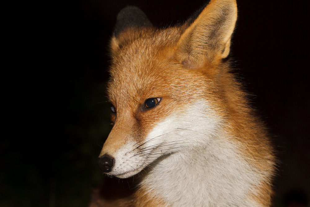 1911171711175816.jpg - Portait of Pretty Vixen