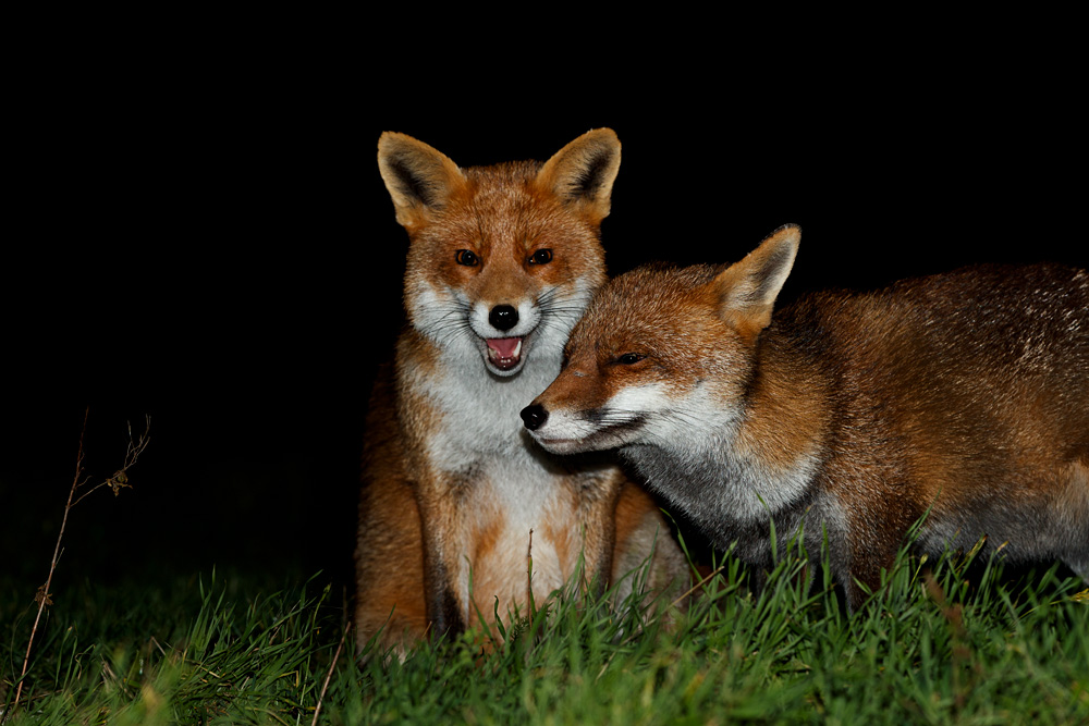 1911221811220647.jpg - Stumpy and Lopa