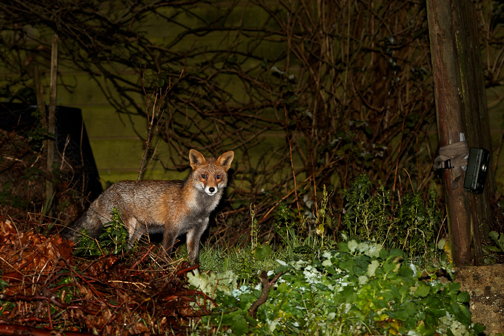 1912181912182551-2.jpg - Wolfy at night