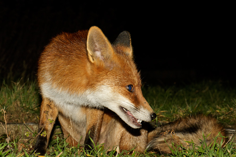 2002182002187268.jpg - Pretty Vixen