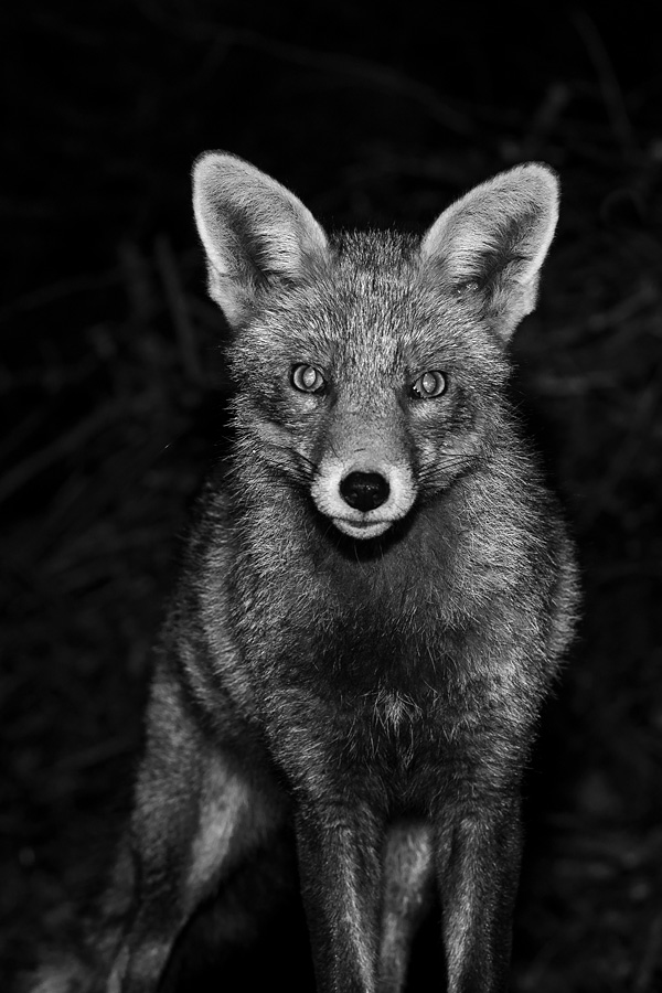 2002191802194361.jpg - Wolfy at night
