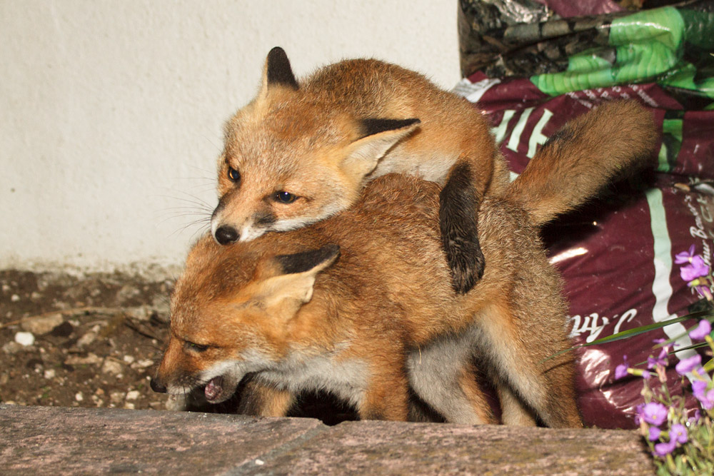 2003170206131154.jpg - Two fox cubs scrapping