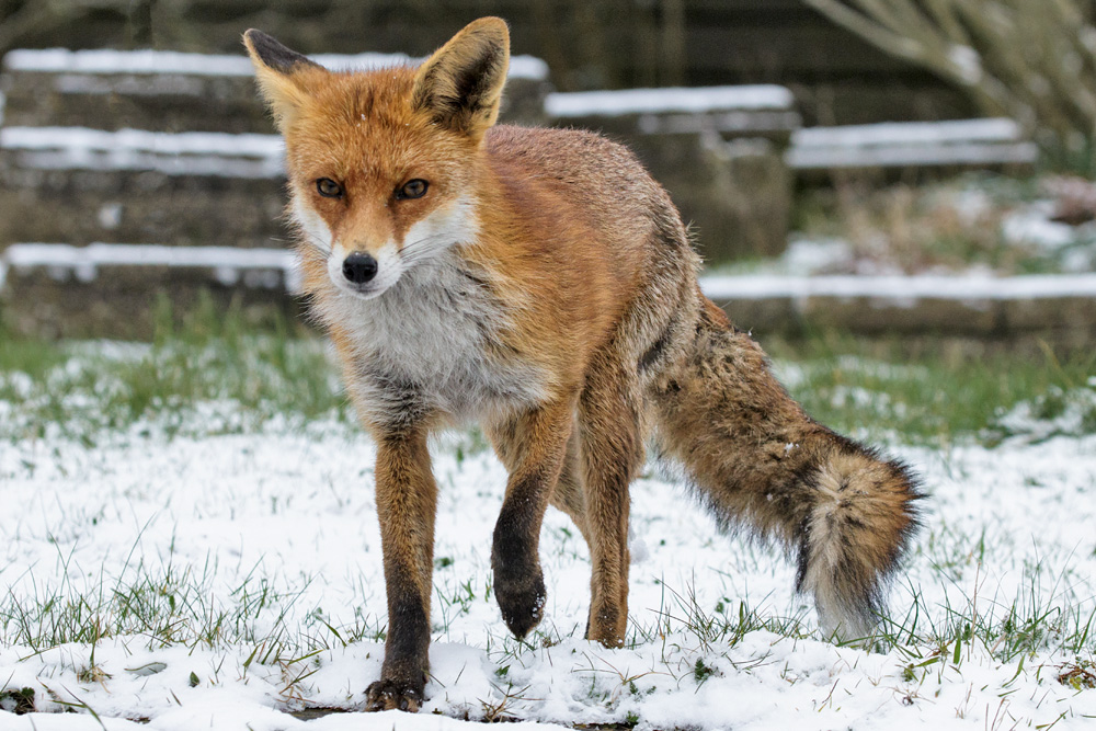 2003181803189809.jpg - Pretty VIxen in the snow