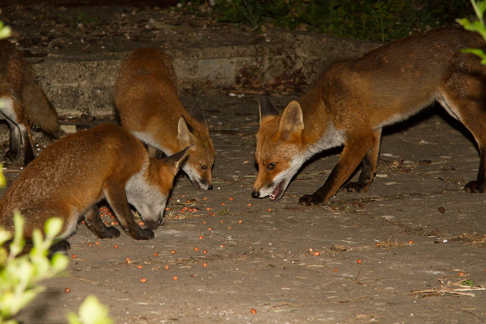 2004141607131677.jpg - Adult fox with cubs