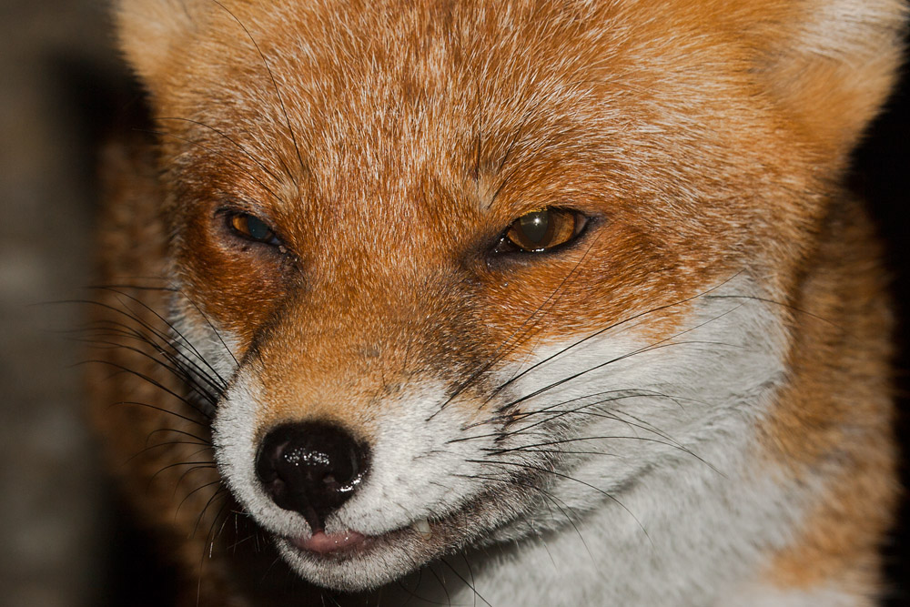 2005161410096874.jpg - Fox portrait