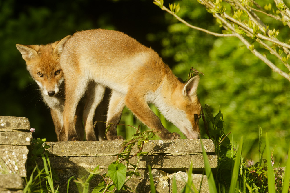 2005172005173995.jpg - Fox cubs at 11 weeks old enjoying the early evening sunshine in a suburban garden