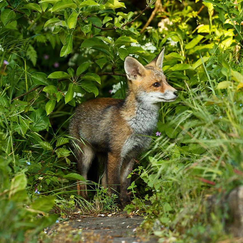 2005182005181784.jpg - Fox cub on a sunny afternoon at 10-11 weeks old.