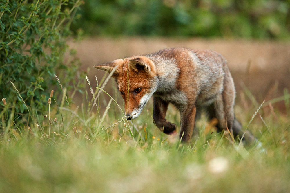 2006182106187045.jpg - Fox cub with apparent injury to right eye