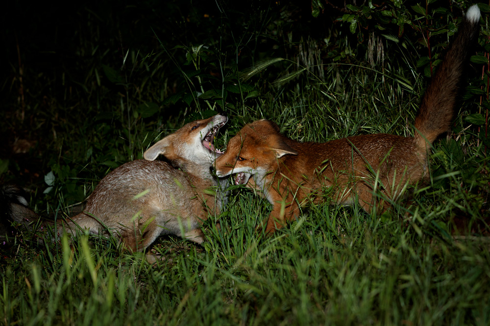 2006212006212524.jpg - Two fox cubs fighting