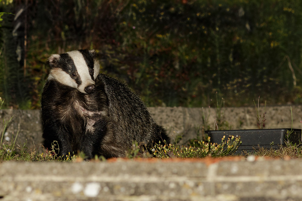 2007151807157483.jpg - Badger on rear patio