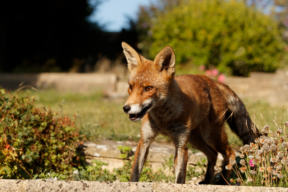 2007202007209090.jpg - Wolfy in sunshine