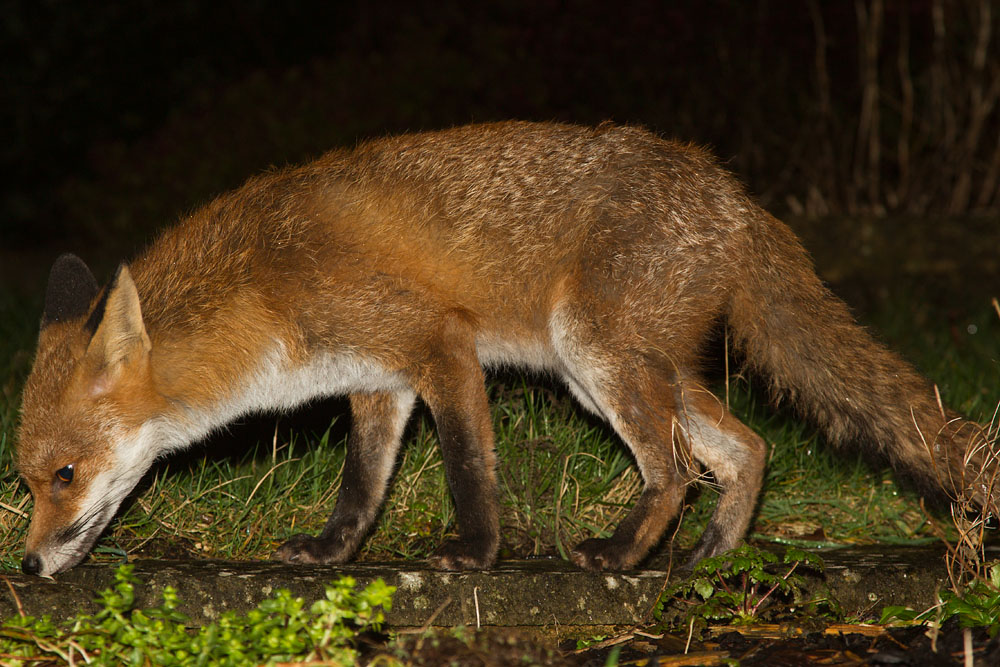 2008140902140383.jpg - Fox (Pretty) standing on path