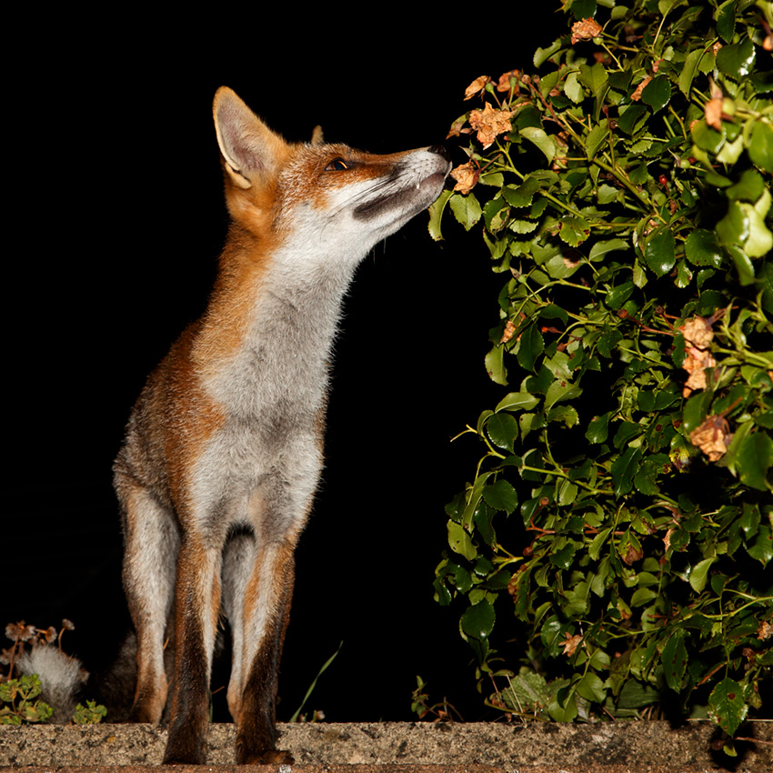2008182008189802.jpg - Scamp, the young vixen
