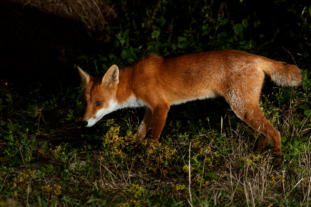 2008211808217427.jpg - Stumpy the vixen