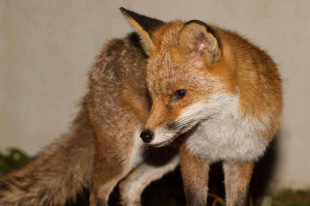 2009140503144343.jpg - Portrait of a young fox