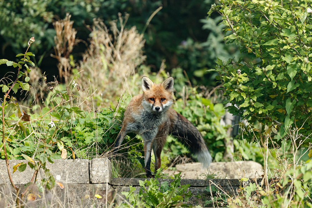 2009222009228353.jpg - Dog Fox