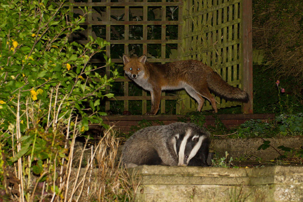 2010141810145854.jpg - Badger and fox in garden in light drizzle