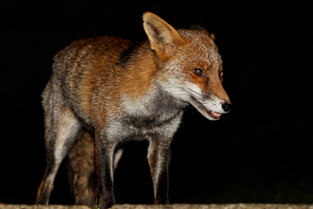2010192010190755.jpg - Portrait of Wolfy