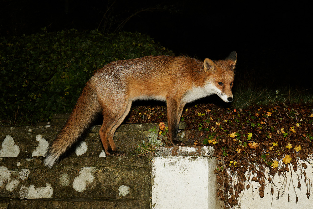 2012172012171623.jpg - Pretty Vixen on garden steps