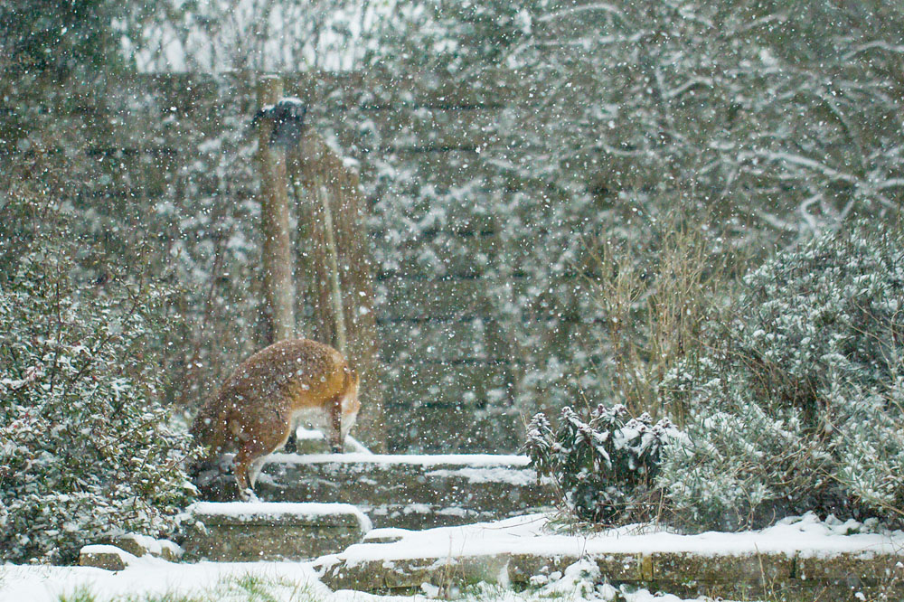 2101131801135422.jpg - Fox (Vulpes vulpes) in a suburban garden during snow fall.