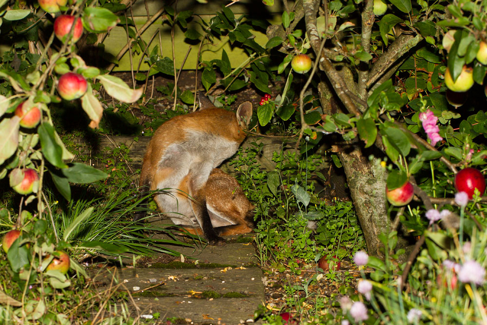 2102150408110040.jpg - Fox under the apple tree