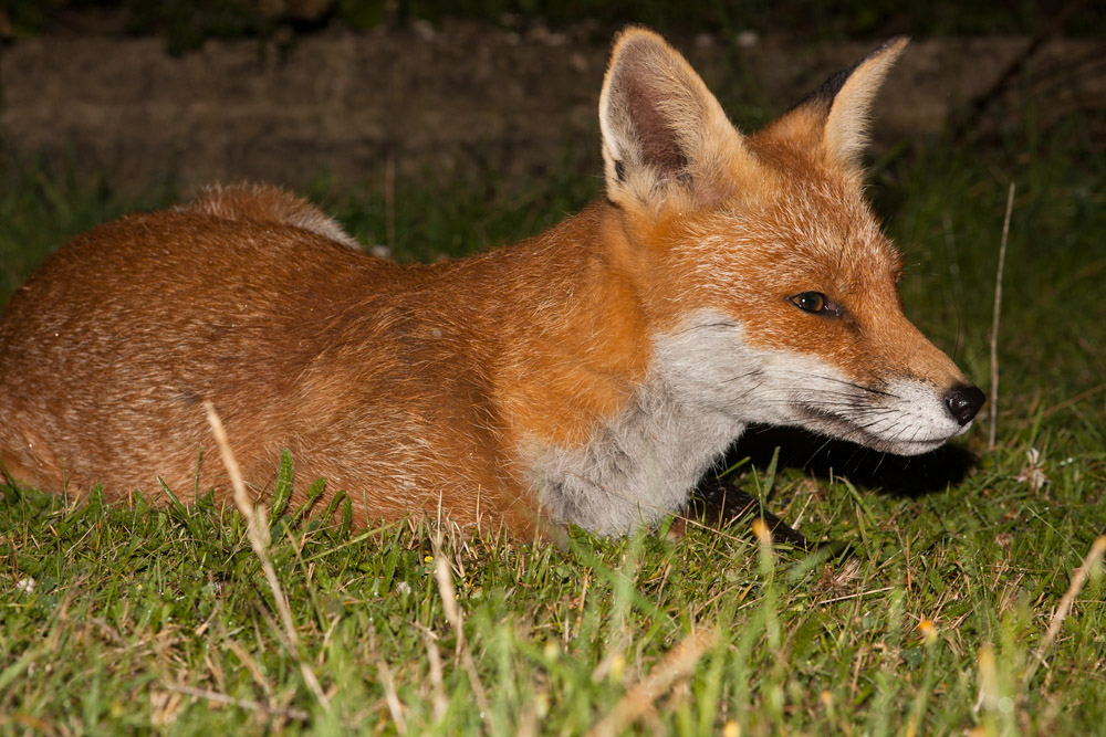 2102161208098649.jpg - Fox in the grass