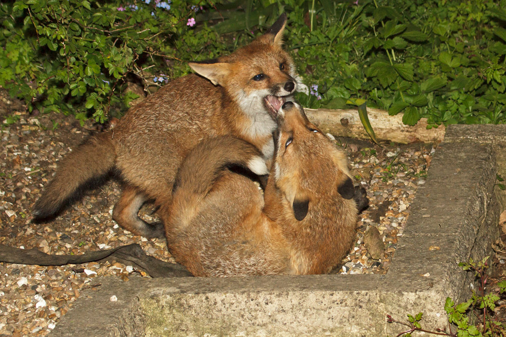 2103170306131503.jpg - Two fox cubs scrapping