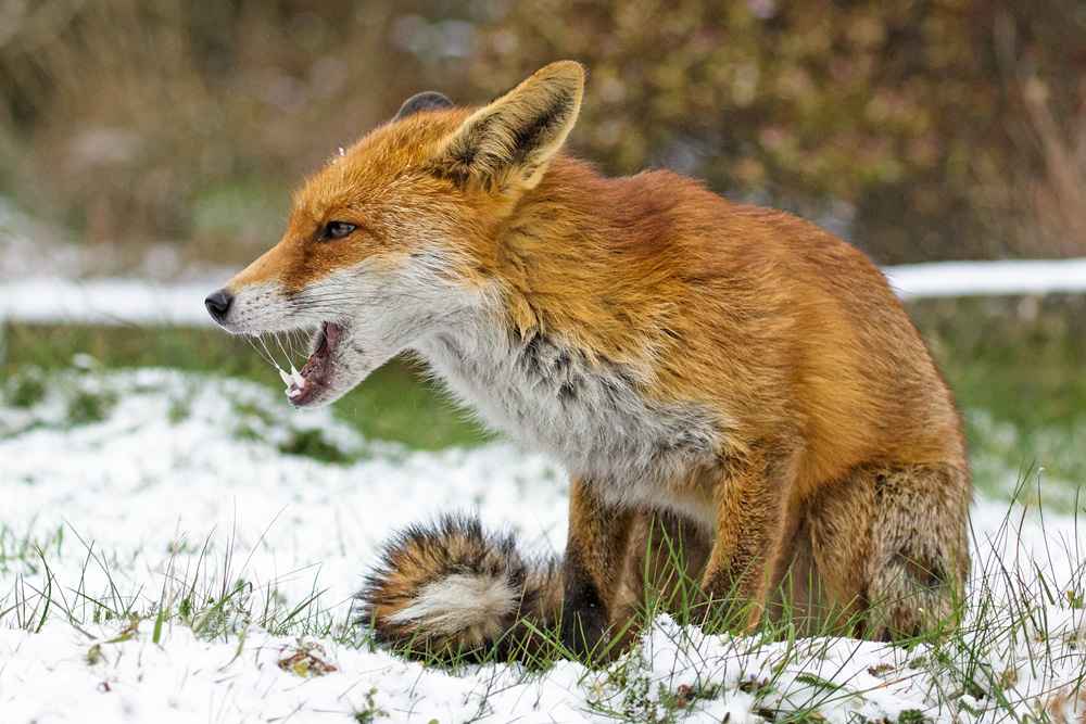 2103181803189844.jpg - Pretty VIxen in the snow