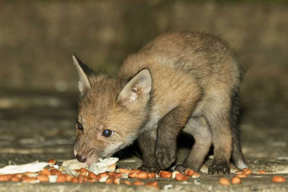 2104172004178586.jpg - A bold young fox cub greedily grabs some food left out in a suburban garden in Sussex.
