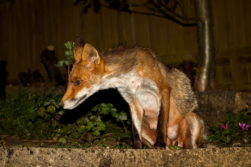 2104192004193458.jpg - Wolfy (vixen) at night
