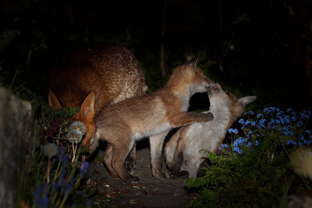 2104212004217714.jpg - Stumpy and fox cubs