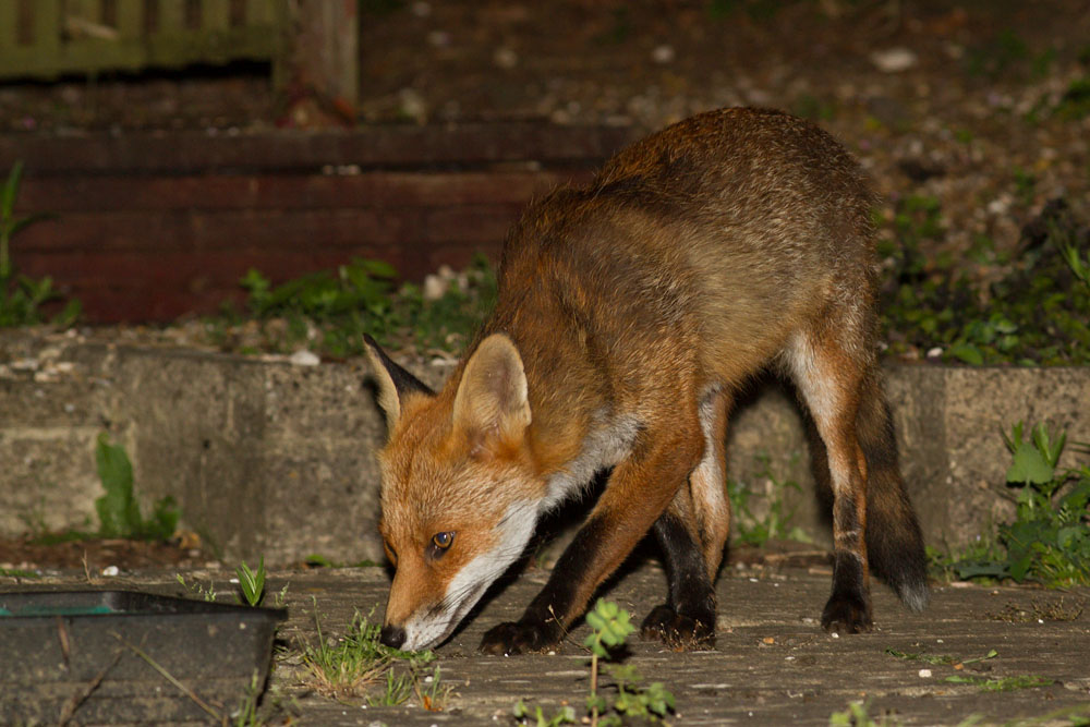2106142006146442.jpg - Fox with nicked ear in garden