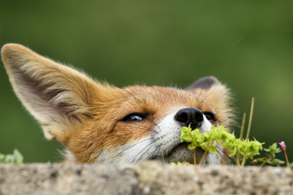2107172107170881.jpg - Fox cub peeking over a wall
