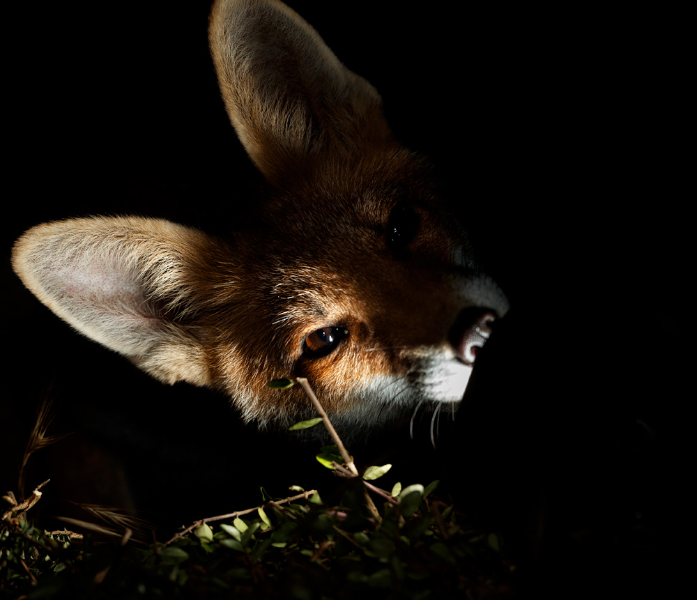 2107212107215067.jpg - Fox cub eating flash unit