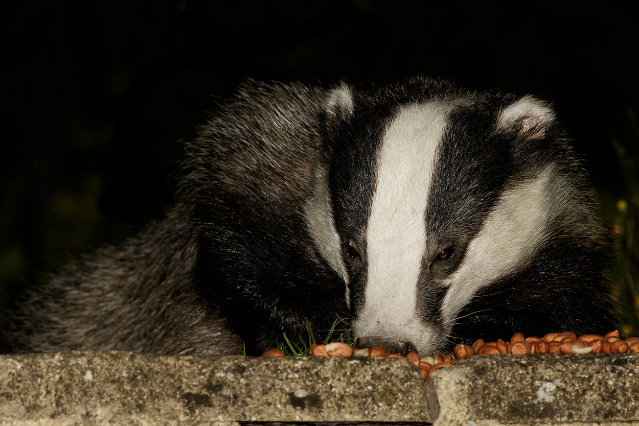 2108160508167821.jpg - Badger and peanuts