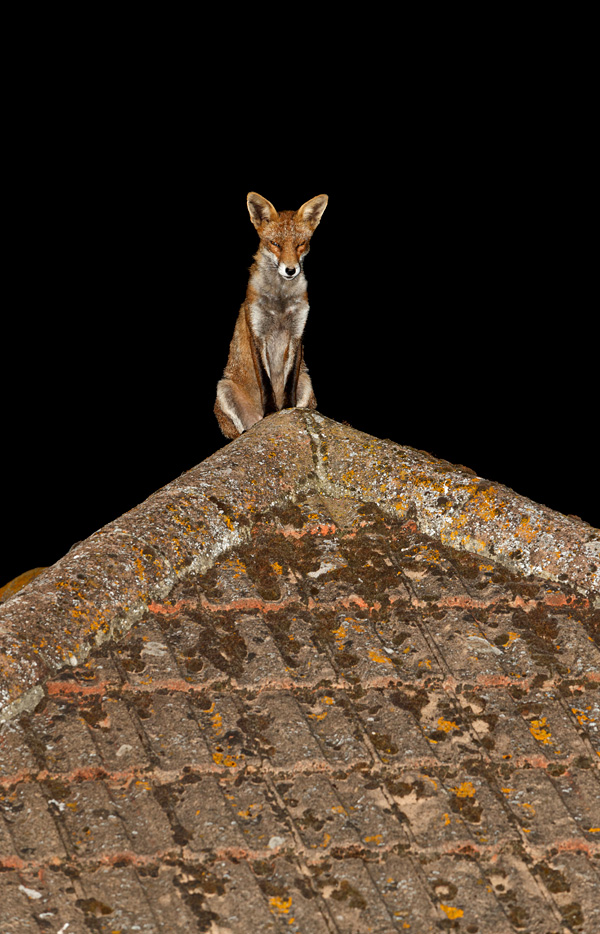 2108192108196435.jpg - Wolfy on the roof