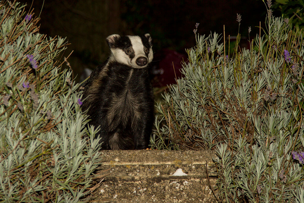 2109122009124995.jpg - Badger (Meles meles) exploring in a suburban garden with head raised.