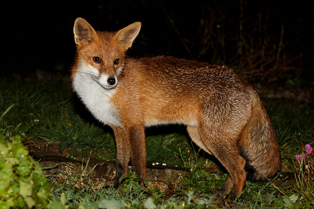 2109182109189575.jpg - Pretty Vixen at night