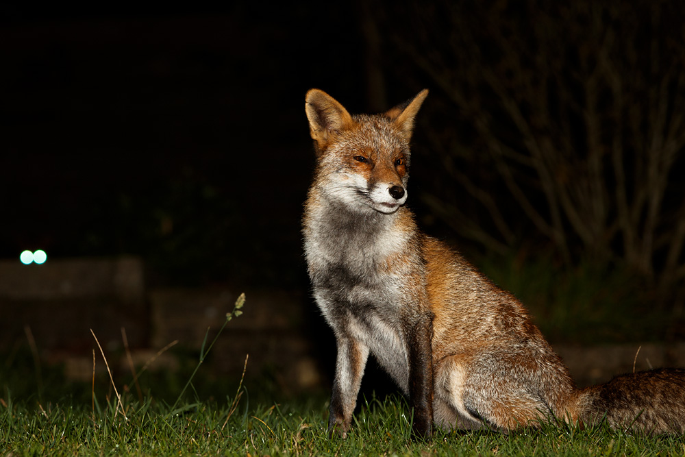 2110192010190776.jpg - Wolfy with second fox in the rear