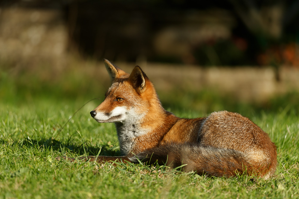 2110222010229675.jpg - Lopa on the lawn