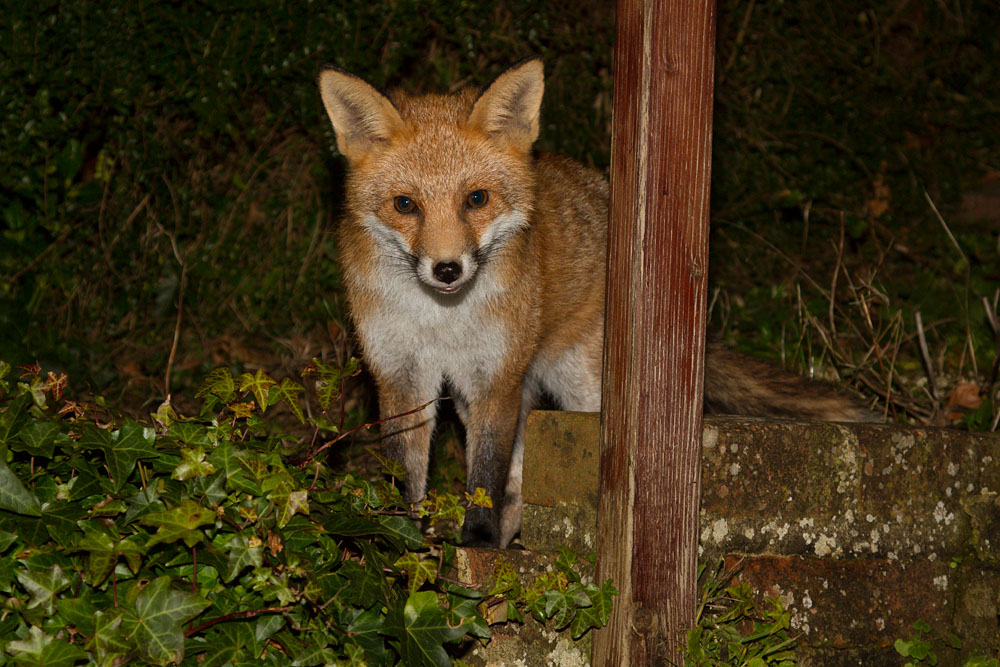 2112132012134000.jpg - Fox in the garden
