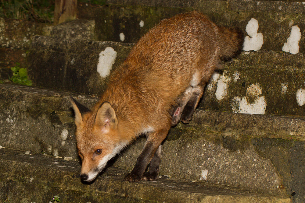 2201142001147790.jpg - Fox in garden