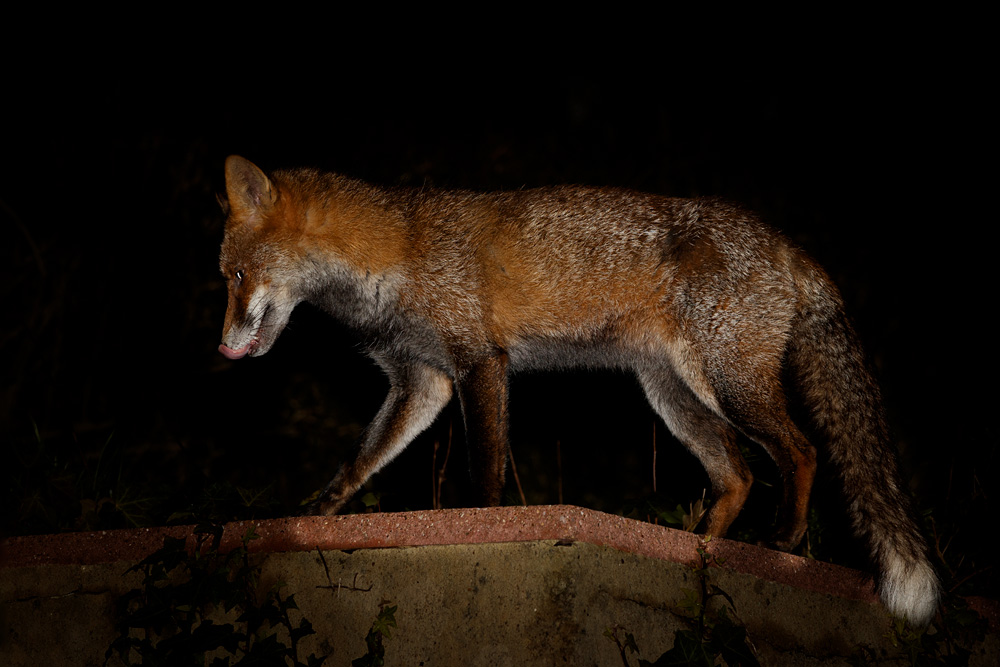 2201202201205052.jpg - Wolfy at Night