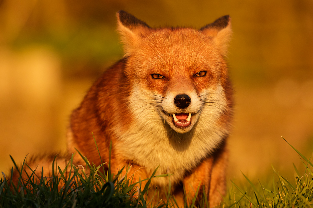 2202182202187585.jpg - Pretty Vixen in late afternoon sunshine