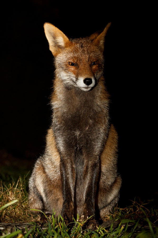 2202192202194901.jpg - Portrait of Wolfy