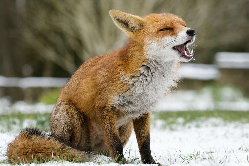 2203181803189900.jpg - Pretty VIxen in the snow