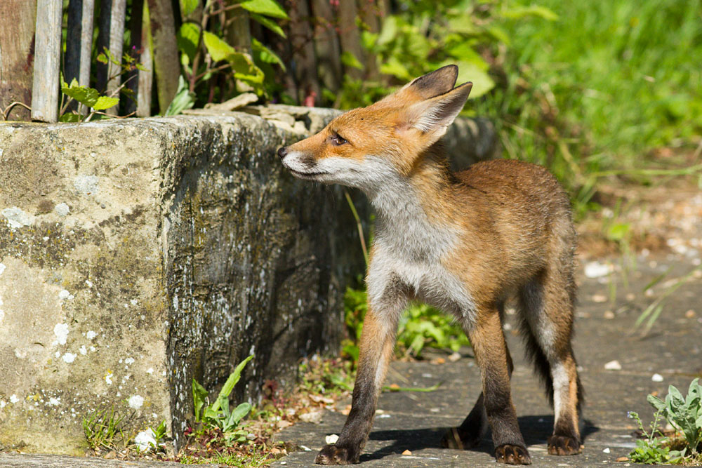 2204131606123423.jpg - Fox cub (Vulpes vulpes) standing in a suburban garden.