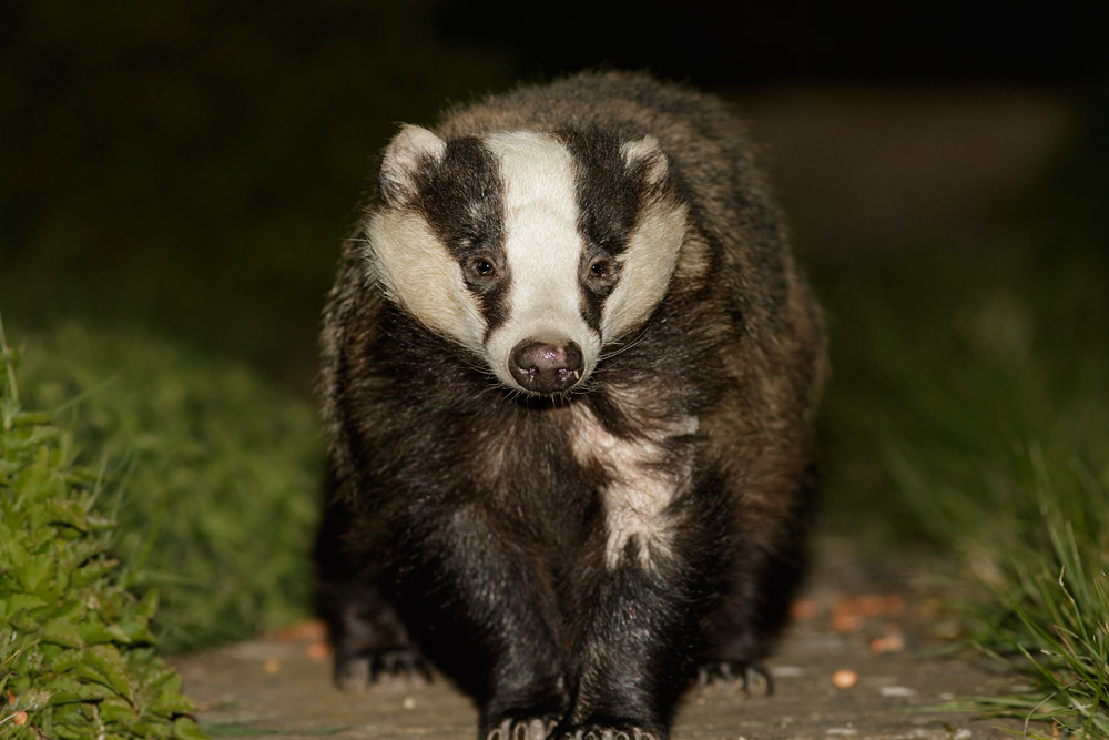 2204152104156451.jpg - Badger in garden